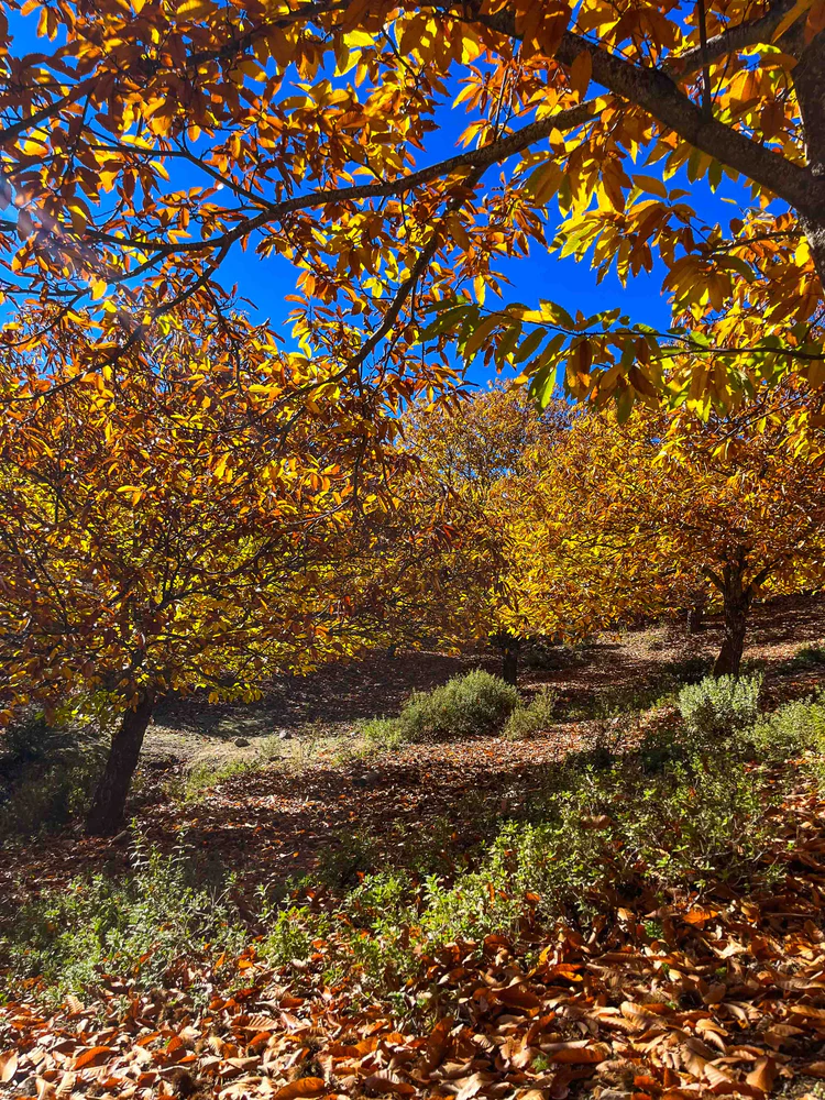 Cortijo Monzón - Tradición viva en la Serranía de Ronda